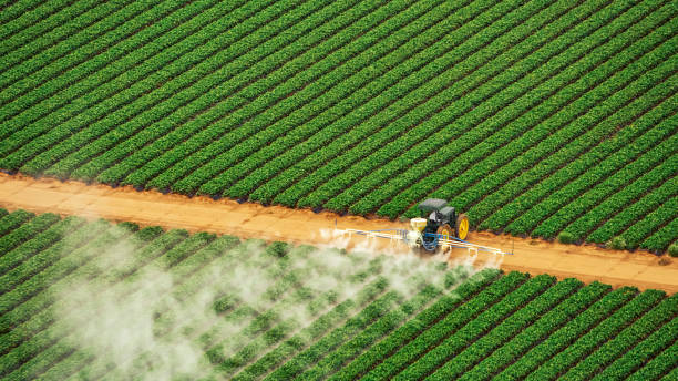 Insect Control in Edisto, SC