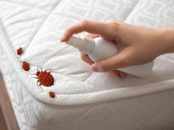 Best Affordable Pest Control Services  in Edisto, SC