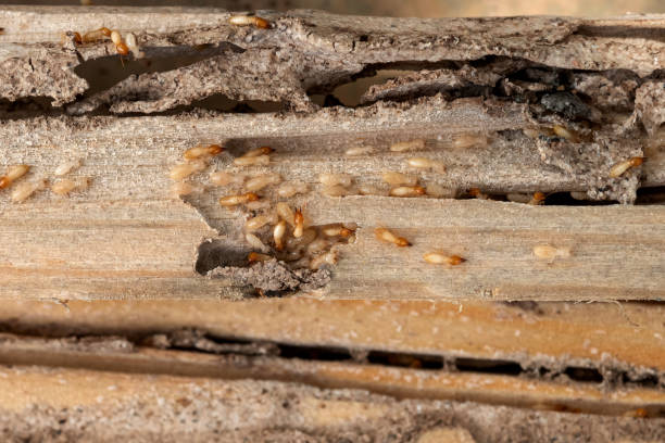 Best Commercial Pest Control Services  in Edisto, SC