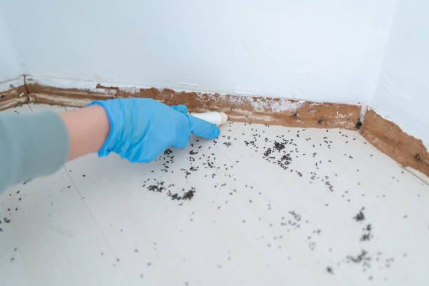 Trusted Edisto, SC Pest Control Experts
